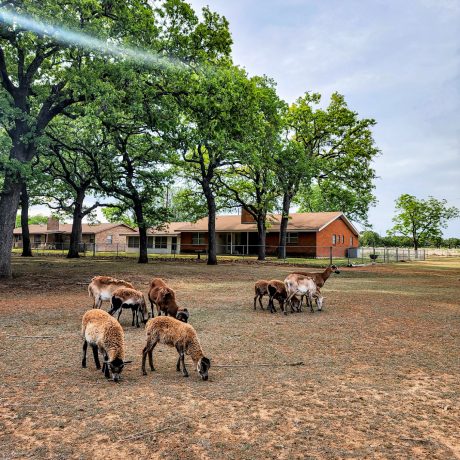 A welcoming pet-friendly area with lush grass and amenities for furry friends, highlighting Oakwood RV Resort’s commitment to pet owners.